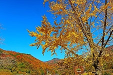 단풍 부석사-죽령옛길-무섬마을(2) - .....정기♡사진방 - 청주 수요힐링산악회 단풍 부석사-죽령옛길-무섬마을(2)