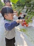 주일 학교 어린이들이 딸기 농장 체험을 다녀왔어요 - 주일학교 사진 - 운교동 성당 주일 학교 어린이들이 딸기 농장 체험을 다녀왔어요
