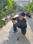 주일 학교 어린이들이 딸기 농장 체험을 다녀왔어요 - 주일학교 사진 - 운교동 성당 주일 학교 어린이들이 딸기 농장 체험을 다녀왔어요