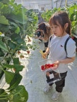 주일 학교 어린이들이 딸기 농장 체험을 다녀왔어요 - 주일학교 사진 - 운교동 성당 주일 학교 어린이들이 딸기 농장 체험을 다녀왔어요