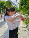 주일 학교 어린이들이 딸기 농장 체험을 다녀왔어요 - 주일학교 사진 - 운교동 성당 주일 학교 어린이들이 딸기 농장 체험을 다녀왔어요