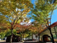 연지곤지의 가을가을^^ - 일반 게시판 - 청도 연지곤지캠핑장 연지곤지의 가을가을^^