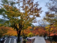 2024 연지곤지의 예쁜단풍 - 우리들의 이야기 - 청도 연지곤지캠핑장 2024 연지곤지의 예쁜단풍