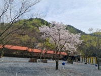 봄봄봄 봄이 왔어요 - 우리들의 이야기 - 청도 연지곤지캠핑장 봄봄봄 봄이 왔어요