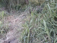 모처럼 달려봅니다. - ▶▶▶ 청소(클린) 이벤트 - 참조은노지 모처럼 달려봅니다.