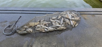 2024. 05. 12. 정안 저수지, 고성 낚시터 조황 소식입니다. - 조황정보 - 고성낚시터 2024. 05. 12. 정안 저수지, 고성 낚시터 조황 소식입니다.