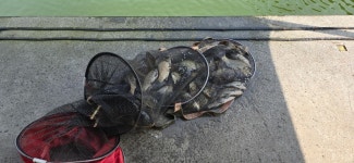 2024. 05. 22. 정안 저수지, 고성 낚시터 조황 소식입니다. - 조황정보 - 고성낚시터 2024. 05. 22. 정안 저수지, 고성 낚시터 조황 소식입니다.