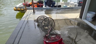 2024. 05. 12. 정안 저수지, 고성 낚시터 조황 소식입니다. - 조황정보 - 고성낚시터 2024. 05. 12. 정안 저수지, 고성 낚시터 조황 소식입니다.