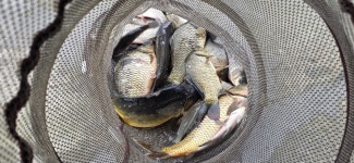 2025. 09. 07. 정안 저수지, 고성 낚시터 조황 소식입니다. - 조황정보 - 고성낚시터 2025. 09. 07. 정안 저수지, 고성 낚시터 조황 소식입니다.