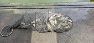 2025. 06. 22. 정안 저수지, 고성 낚시터 조황 소식입니다. - 조황정보 - 고성낚시터 2025. 06. 22. 정안 저수지, 고성 낚시터 조황 소식입니다.