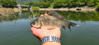 2024. 05. 19. 정안 저수지, 고성 낚시터 조황 소식입니다. - 조황정보 - 고성낚시터 2024. 05. 19. 정안 저수지, 고성 낚시터 조황 소식입니다.