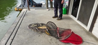 2024. 06. 02. 정안 저수지, 고성 낚시터 조황 소식입니다. - 조황정보 - 고성낚시터 2024. 06. 02. 정안 저수지, 고성 낚시터 조황 소식입니다.