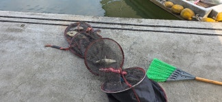 2025. 11. 16. 정안 저수지, 고성 낚시터 조황 소식입니다. - 조황정보 - 고성낚시터 2025. 11. 16. 정안 저수지, 고성 낚시터 조황 소식입니다.