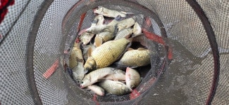 2025. 09. 07. 정안 저수지, 고성 낚시터 조황 소식입니다. - 조황정보 - 고성낚시터 2025. 09. 07. 정안 저수지, 고성 낚시터 조황 소식입니다.