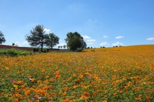 안성 팜랜드의 가을은 - 꽃·야생화 - 삼척 두타문학회 안성 팜랜드의 가을은
