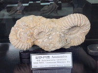 강원종합박물관(삼척) - ─ 개 인 photo - 인천푸른솔산악회 강원종합박물관(삼척)