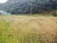 (동면 만천리) KCC 스위첸 아파트 정문 인근 저렴한 전(田) 1,490m² 매매(면적당 120만) - 토지(나대지) 임야 - [춘천]... 