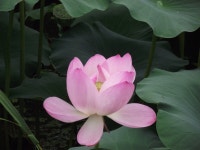 양수리 세미원 - ☆그림과 풍경 영상 - 노년의 건강 파크골프 양수리 세미원