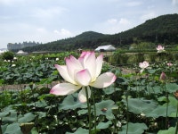 시흥시 관곡지 - ☆그림과 풍경 영상 - 노년의 건강 파크골프 시흥시 관곡지