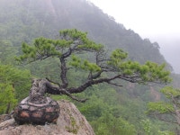 대간줄기의 기이한소나무 - 소나무 명품관 - (사)한국소나무보호협회 대간줄기의 기이한소나무