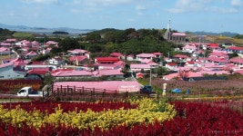 《350차》25,10,02/신안,병풍도(맨드라미 축제장)섬 여행 - 정기산행예약방 - 송파산마루산악회 《350차》25,10,02/신안,병풍도(맨드라미... 