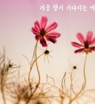 가을 향기 기다리는 마음 - 좋은글 게시판 - (사)평택한미우호협회 가을 향기 기다리는 마음