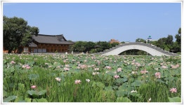 전주 덕진공원 연꽃^^ - 마운틴갤러리 - 마운틴 익산 전주 덕진공원 연꽃^^