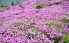 서산갯마을산악회, 제133차 정기산행(전남 보성군 초암산)...철쭉 산행 - 산행(여행) 안내&신청 - 서산 갯마을산악회 서산갯마을산악회, 제133차... 