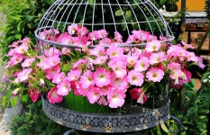 다산 생태공원 05-29/2025 - ♣[B]반-출사 사진♣ - 중랑노인종합복지관 동아리 다산 생태공원 05-29/2025