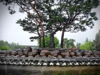 세미원의 꽃과 풍경 - ♣[A]반-출사 사진♣ - 중랑노인종합복지관 동아리 세미원의 꽃과 풍경