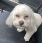 미용 끝나고 주인 기다리는데 엉뚱한 사람이 자기 데려가자 강아지가 보인 표정 - 엽기사진실 - 이종격투기 미용 끝나고 주인 기다리는데 엉뚱한... 