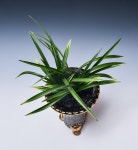 37회 거제난연합회 가을 엽예품전시 동상 - 전시회소식 - 인터넷난신문 난과함께 37회 거제난연합회 가을 엽예품전시 동상