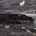 [TV 동물농장] 갯바위 망부석이던 누렁이가 달려간 그 곳 - 악플달면 쩌리쩌려버려 - ＊여성시대＊ 차분한 20대들의 알흠다운 공간 [TV 동물농장]... 