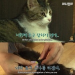 [TV 동물농장] 매일 우리 집에서 출퇴근하는 고양이 - 악플달면... 20대들의 알흠다운 공간 [TV 동물농장] 매일 우리 집에서 출퇴근하는 고양이