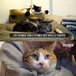 [TV 동물농장] 상추 먹는 뚱냥이 - 악플달면 쩌리쩌려버려 - ＊여성시대＊ 차분한 20대들의 알흠다운 공간 [TV 동물농장] 상추 먹는 뚱냥이