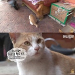[TV 동물농장] 공공칠빵 잘하는 길고양이 - 악플달면 쩌리쩌려버려... 차분한 20대들의 알흠다운 공간 [TV 동물농장] 공공칠빵 잘하는 길고양이
