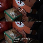 [TV 동물농장] 공공칠빵 잘하는 길고양이 - 악플달면 쩌리쩌려버려... 차분한 20대들의 알흠다운 공간 [TV 동물농장] 공공칠빵 잘하는 길고양이