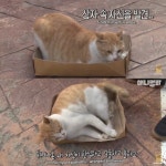 [TV 동물농장] 공공칠빵 잘하는 길고양이 - 악플달면 쩌리쩌려버려... 차분한 20대들의 알흠다운 공간 [TV 동물농장] 공공칠빵 잘하는 길고양이