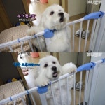 [TV 동물농장] 13kg 거대한 말티즈, 솔이 - 악플달면 쩌리쩌려버려 - ＊여성시대＊ 차분한 20대들의 알흠다운 공간 [TV 동물농장] 13kg 거대한... 