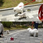 [TV 동물농장] 13kg 거대한 말티즈, 솔이 - 악플달면 쩌리쩌려버려 - ＊여성시대＊ 차분한 20대들의 알흠다운 공간 [TV 동물농장] 13kg 거대한... 