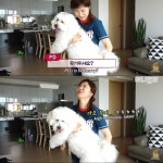 [TV 동물농장] 13kg 거대한 말티즈, 솔이 - 악플달면 쩌리쩌려버려 - ＊여성시대＊ 차분한 20대들의 알흠다운 공간 [TV 동물농장] 13kg 거대한... 