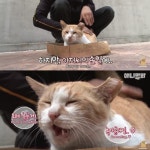 [TV 동물농장] 공공칠빵 잘하는 길고양이 - 악플달면 쩌리쩌려버려... 차분한 20대들의 알흠다운 공간 [TV 동물농장] 공공칠빵 잘하는 길고양이