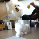 [TV 동물농장] 13kg 거대한 말티즈, 솔이 - 악플달면 쩌리쩌려버려... 차분한 20대들의 알흠다운 공간 [TV 동물농장] 13kg 거대한 말티즈, 솔이