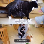 [TV 동물농장] 상추 먹는 뚱냥이 - 악플달면 쩌리쩌려버려 - ＊여성시대＊ 차분한 20대들의 알흠다운 공간 [TV 동물농장] 상추 먹는 뚱냥이