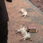 [TV 동물농장] 공공칠빵 잘하는 길고양이 - 악플달면 쩌리쩌려버려... 차분한 20대들의 알흠다운 공간 [TV 동물농장] 공공칠빵 잘하는 길고양이