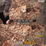 [TV 동물농장] 산 속 누렁이의 짝사랑 - 악플달면 쩌리쩌려버려... 차분한 20대들의 알흠다운 공간 [TV 동물농장] 산 속 누렁이의 짝사랑