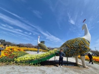 2026년 튜률립 축제(서산 한우 목장2차 방문 - 카페 앨범 - 강서 우정산악회 2026년 튜률립 축제(서산 한우 목장2차 방문