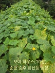 노각(老瓜) 오이 - 당산등 농장 앨범 - 순천승주 당산등 농장 노각(老瓜) 오이