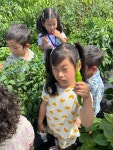 고추 수확하고 왔어요~🌶️🧑🌾 - 2025년 화평반 - 열매 몬테소리어린이집 고추 수확하고 왔어요~🌶️🧑‍🌾