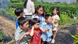 고추 수확하고 왔어요~🌶️🧑🌾 - 2025년 화평반 - 열매 몬테소리어린이집 고추 수확하고 왔어요~🌶️🧑‍🌾